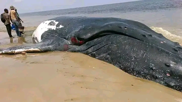 Moanda : l&rsquo;ICCN interdit toute consommation de la baleine échouée et annonce son inhumation
