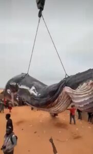 Moanda : la baleine échouée finalement évacuée, l&rsquo;ICCN maintient l&rsquo;interdiction de toute consommation
