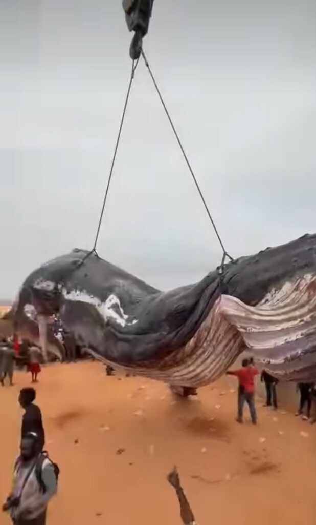 Moanda : la baleine échouée finalement évacuée, l&rsquo;ICCN maintient l&rsquo;interdiction de toute consommation